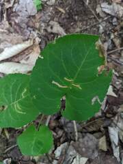 Scrobipalpula manierreorum