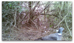 Columba palumbus