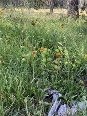 Raillardella pringlei