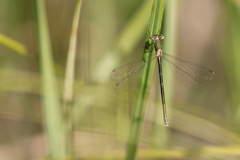 Lestes virens