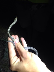 Pantherophis bairdi