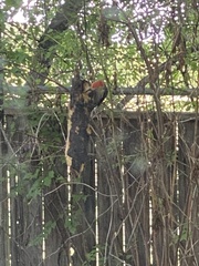 Melanerpes carolinus