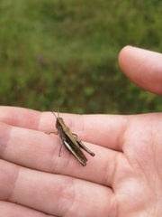 Chorthippus dorsatus