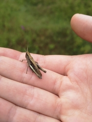 Chorthippus dorsatus