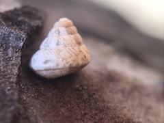 Cochlicella conoidea