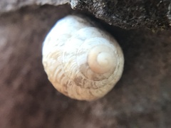 Cochlicella conoidea