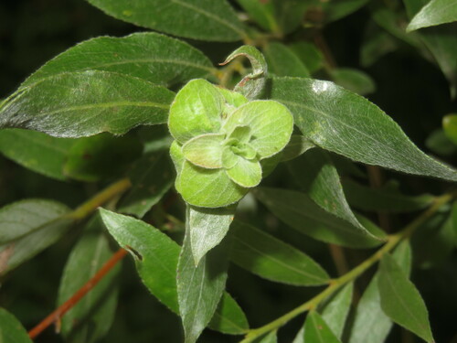 Willow Rose Gall Midge, Den Haag, Nederland, photo 9 of 10