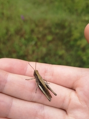 Chorthippus dorsatus