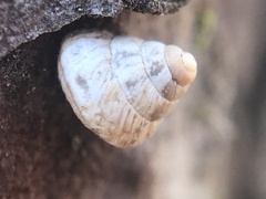 Cochlicella conoidea