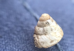 Cochlicella conoidea