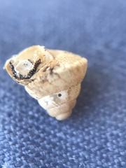 Cochlicella conoidea