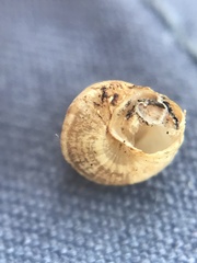 Cochlicella conoidea