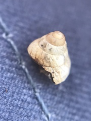 Cochlicella conoidea