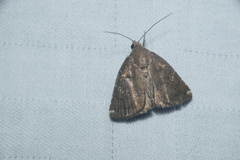 Amyna axis