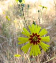 Madia elegans elegans