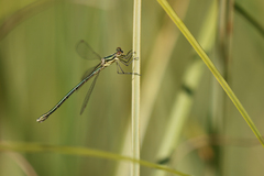 Lestes virens