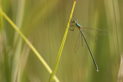 Lestes virens