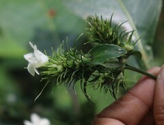 Strobilanthes barbatus