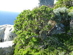 Tylecodon paniculatus