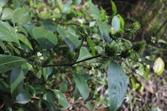Strobilanthes barbatus