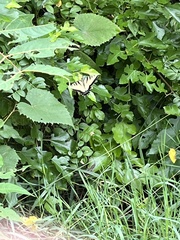 Papilio glaucus glaucus