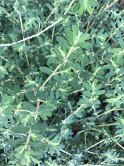 Euphorbia maculata
