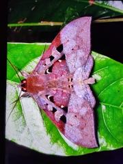 Ischyja manlia
