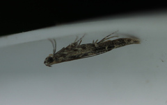 Batrachedra praeangusta