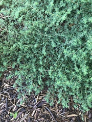 Euphorbia maculata