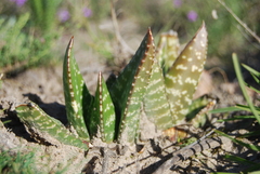 Gasteria nitida