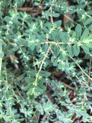 Euphorbia maculata