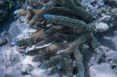 Acropora muricata