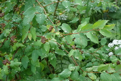 Spiraea chamaedryfolia