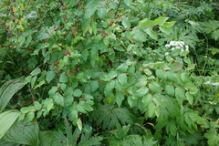 Spiraea chamaedryfolia