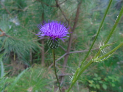 Cirsium tymphaeum
