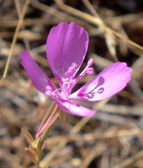 Clarkia lewisii