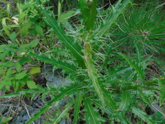 Cirsium tymphaeum