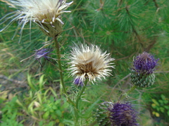 Cirsium tymphaeum