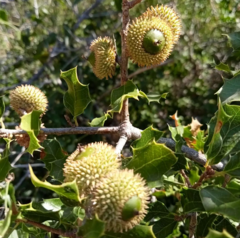 Coccifera
