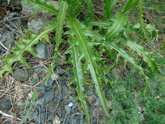 Cirsium tymphaeum