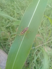Zelus armillatus