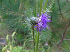 Cirsium tymphaeum
