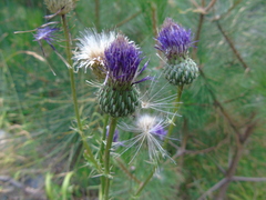 Cirsium tymphaeum