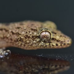 Hemidactylus parvimaculatus