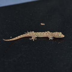 Hemidactylus parvimaculatus