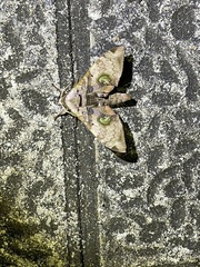 Daphnusa
