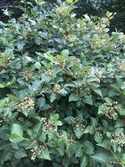 Viburnum cassinoides image