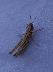 Euchorthippus pulvinatus