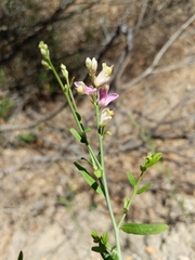 Rhinotropis cornuta fishiae