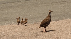 Cape Spurfowl photo 3